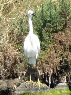 aigrette garzette